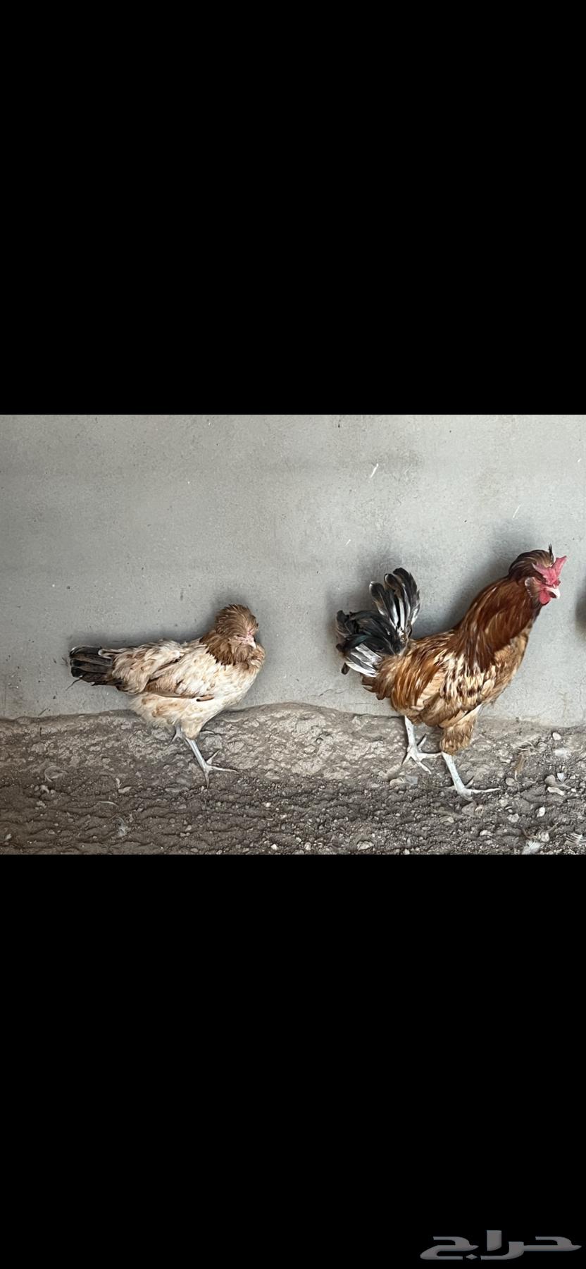 للبيع دجاج بولش بياض64225996505857111