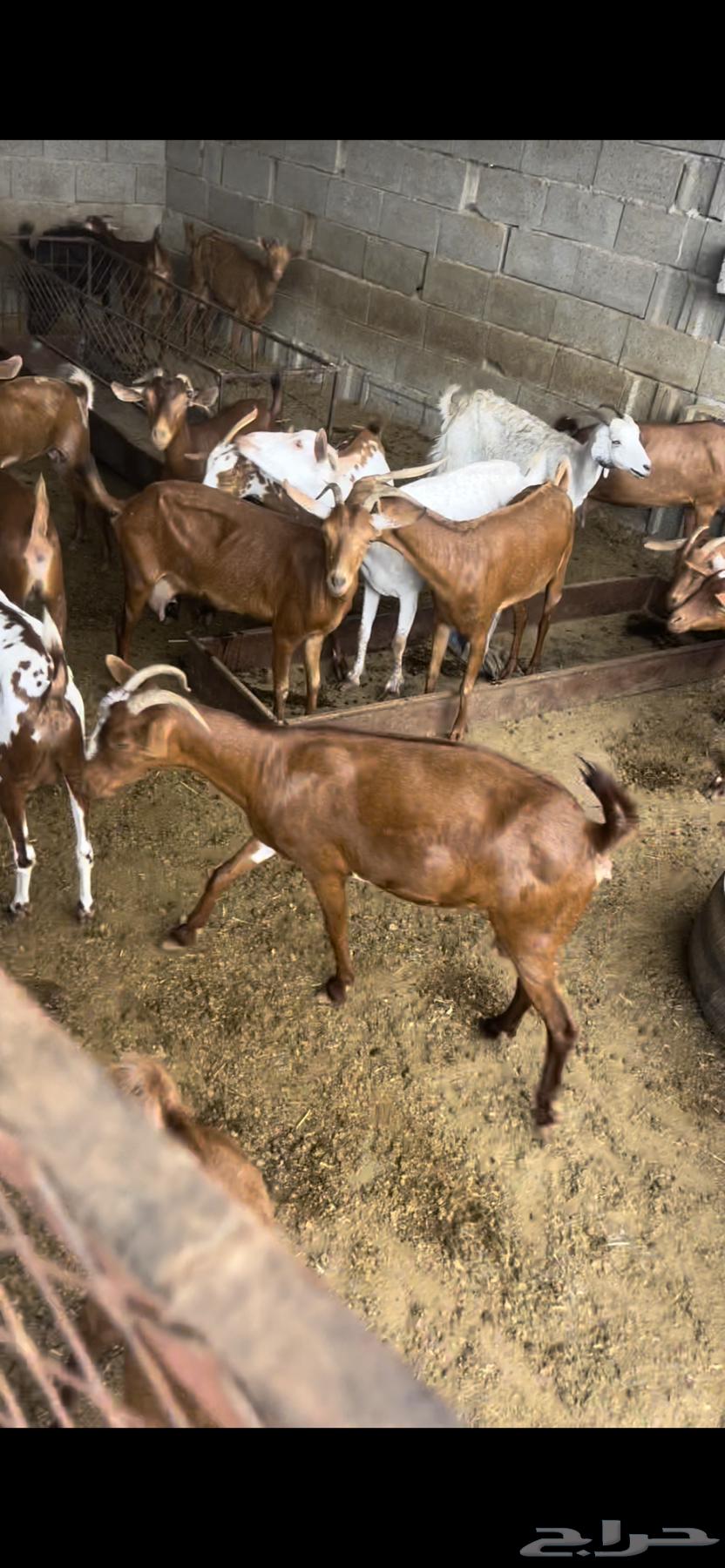 Sheep for sale, quantity 38 with 16 following64229105082881113