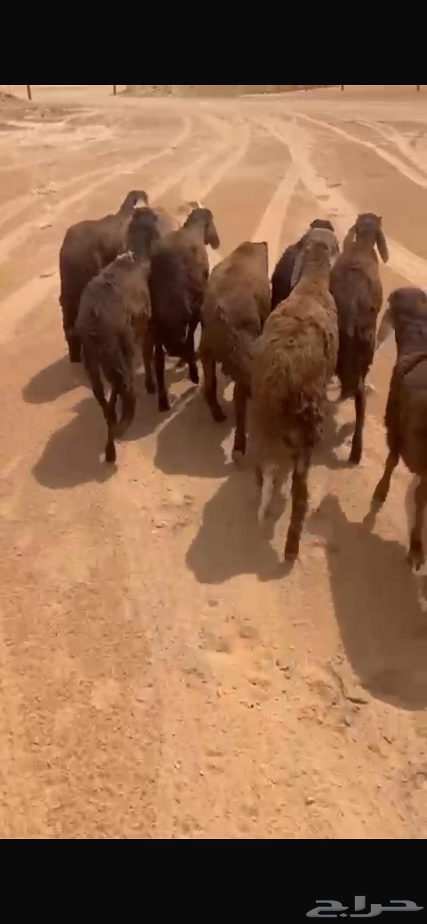 للبيع سواكن حمري مرابي ( تم البيع جمله )64217543560834110