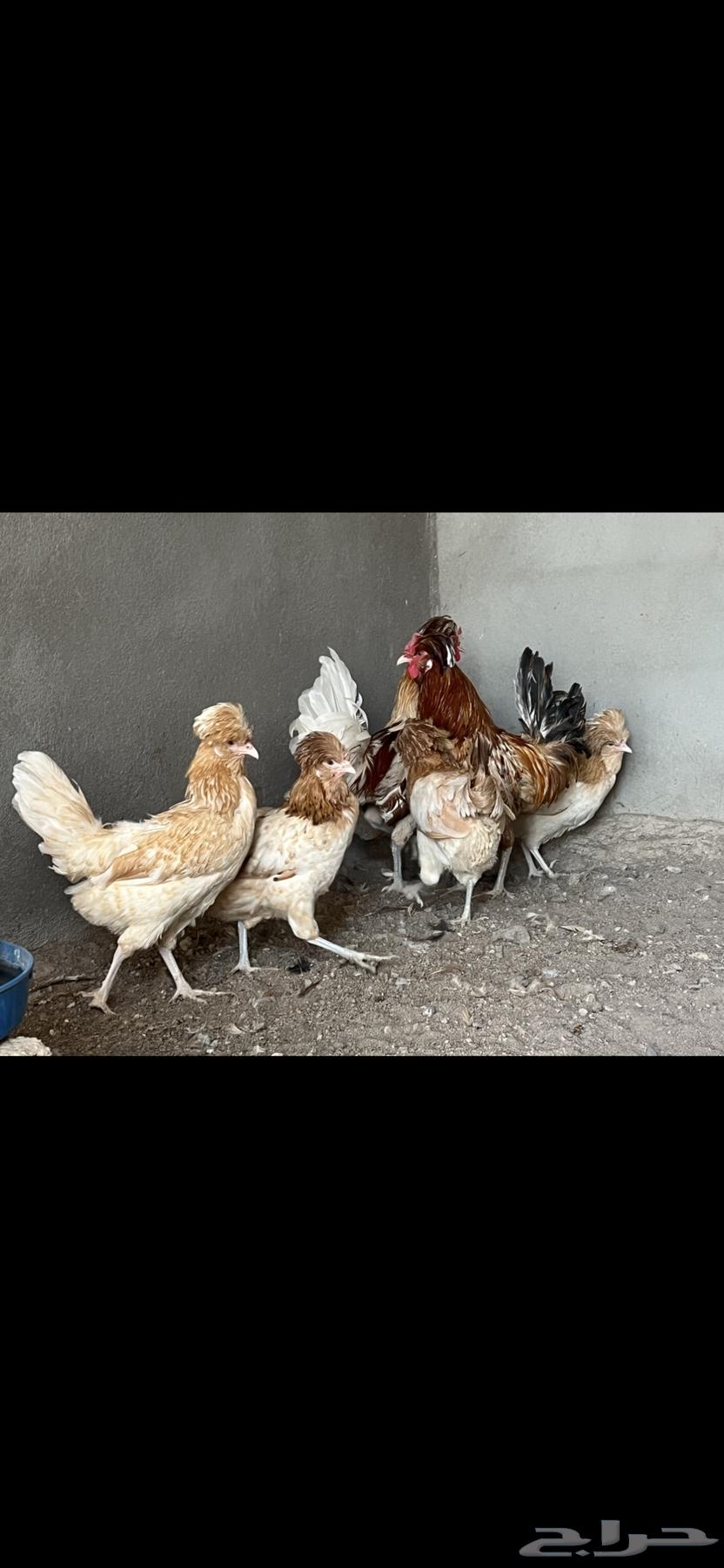 للبيع دجاج بولش بياض64225996505857113