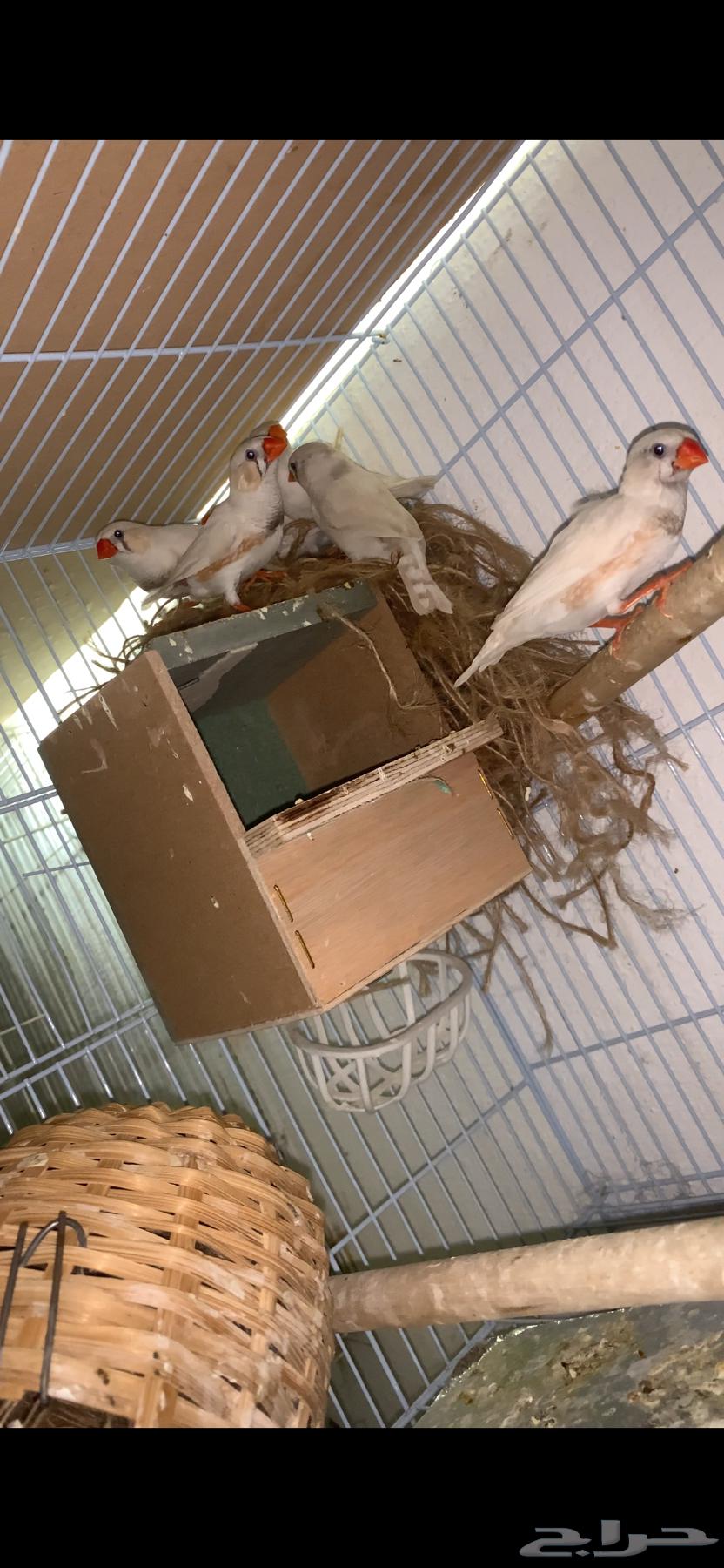 عرض على 5 ازواج زيبرا( تم البيع)64225361233538110