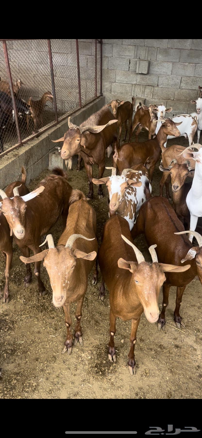 Sheep for sale, quantity 38 with 16 following64229105082881110