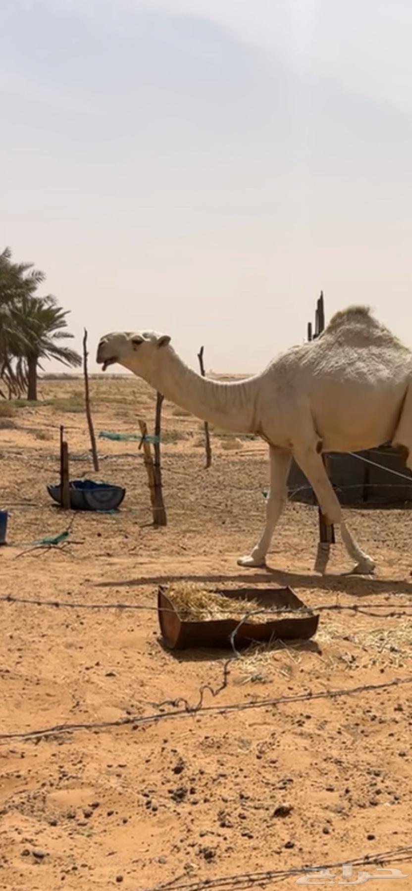 Clear pedigree ramani, one year old, excellent and high quality64216118220801110