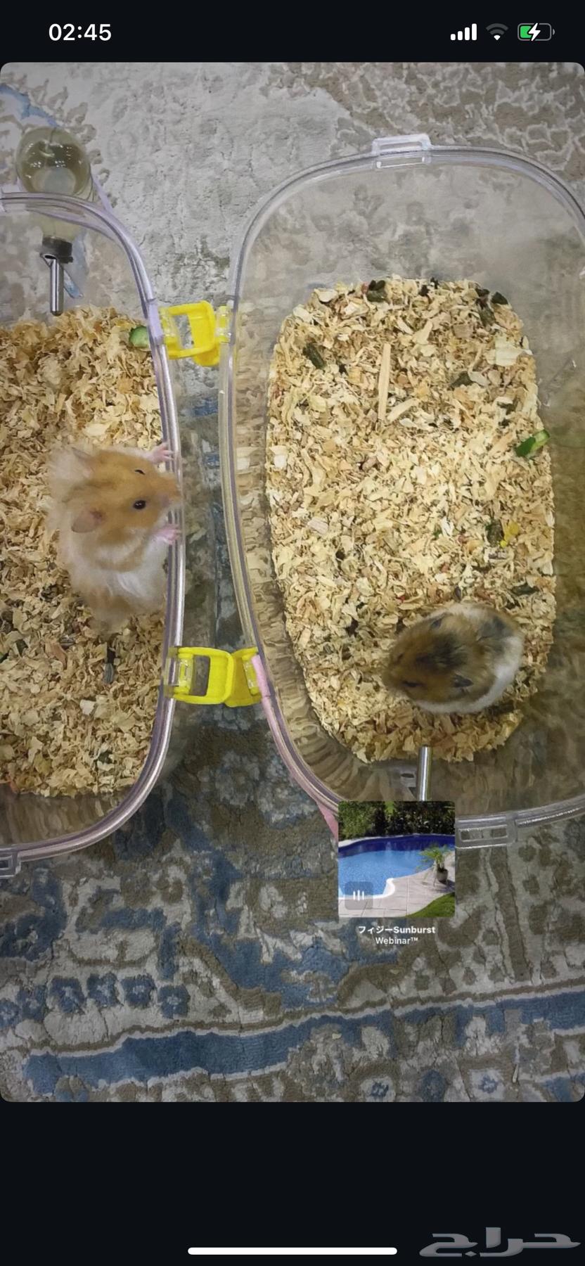 Hamsters64206962147074112