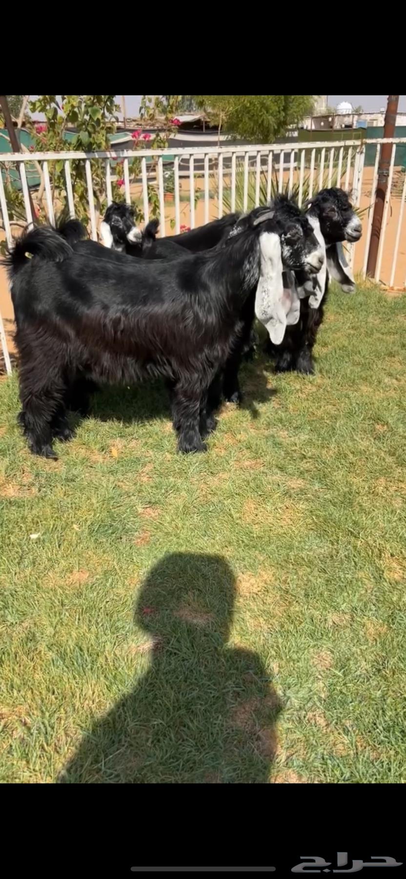 For sale, support beams with strong identification64215859730817110