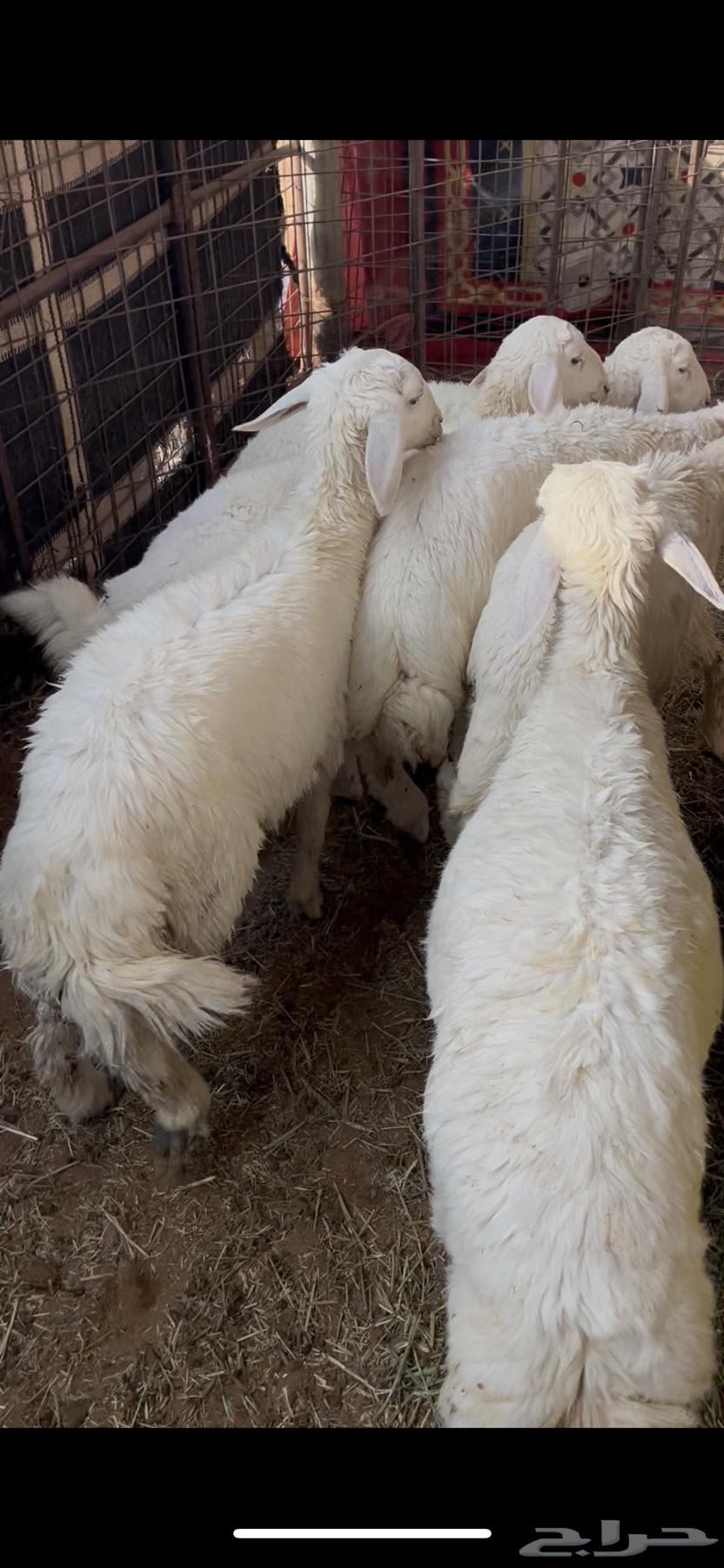 للبيع طليان حري64219449856897113