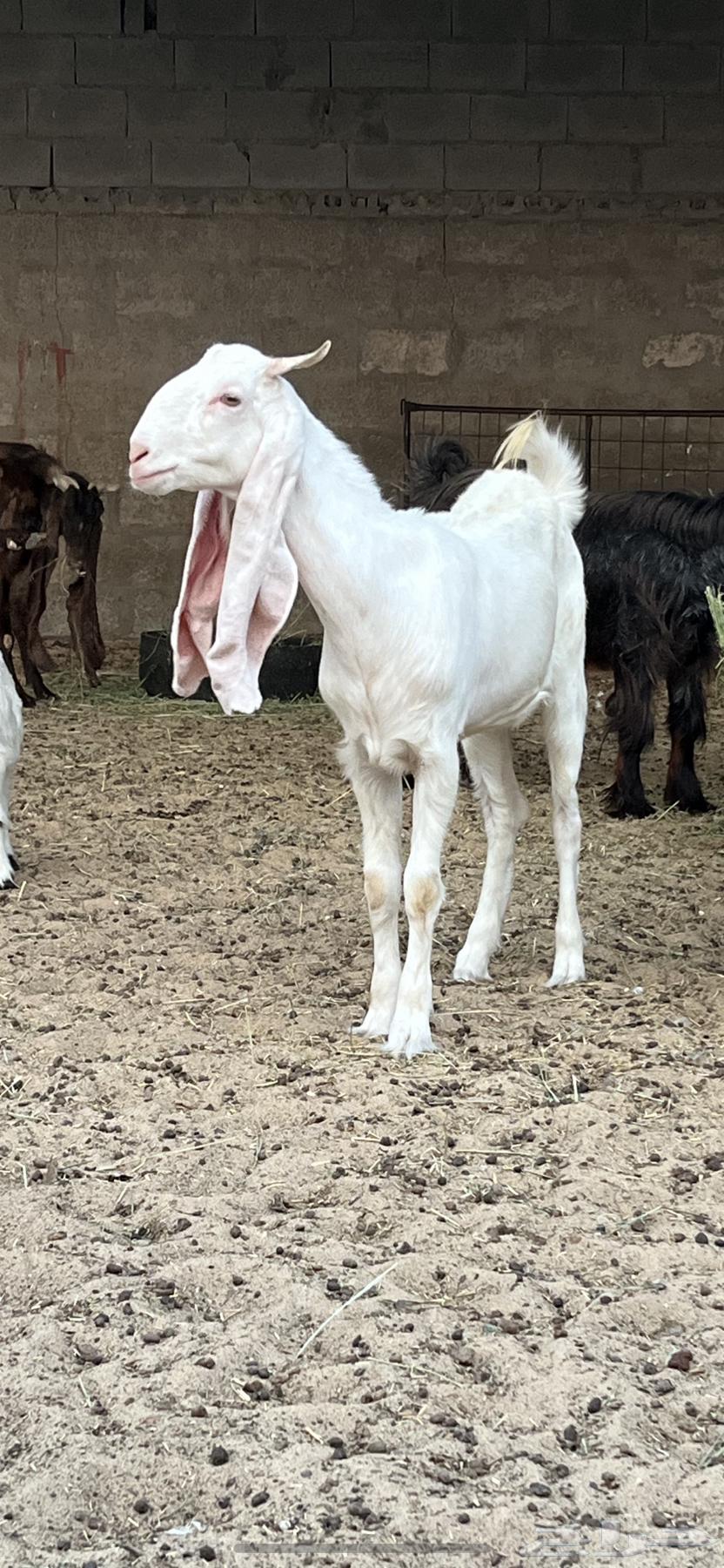 جفره برصا مطوره64226009625601110