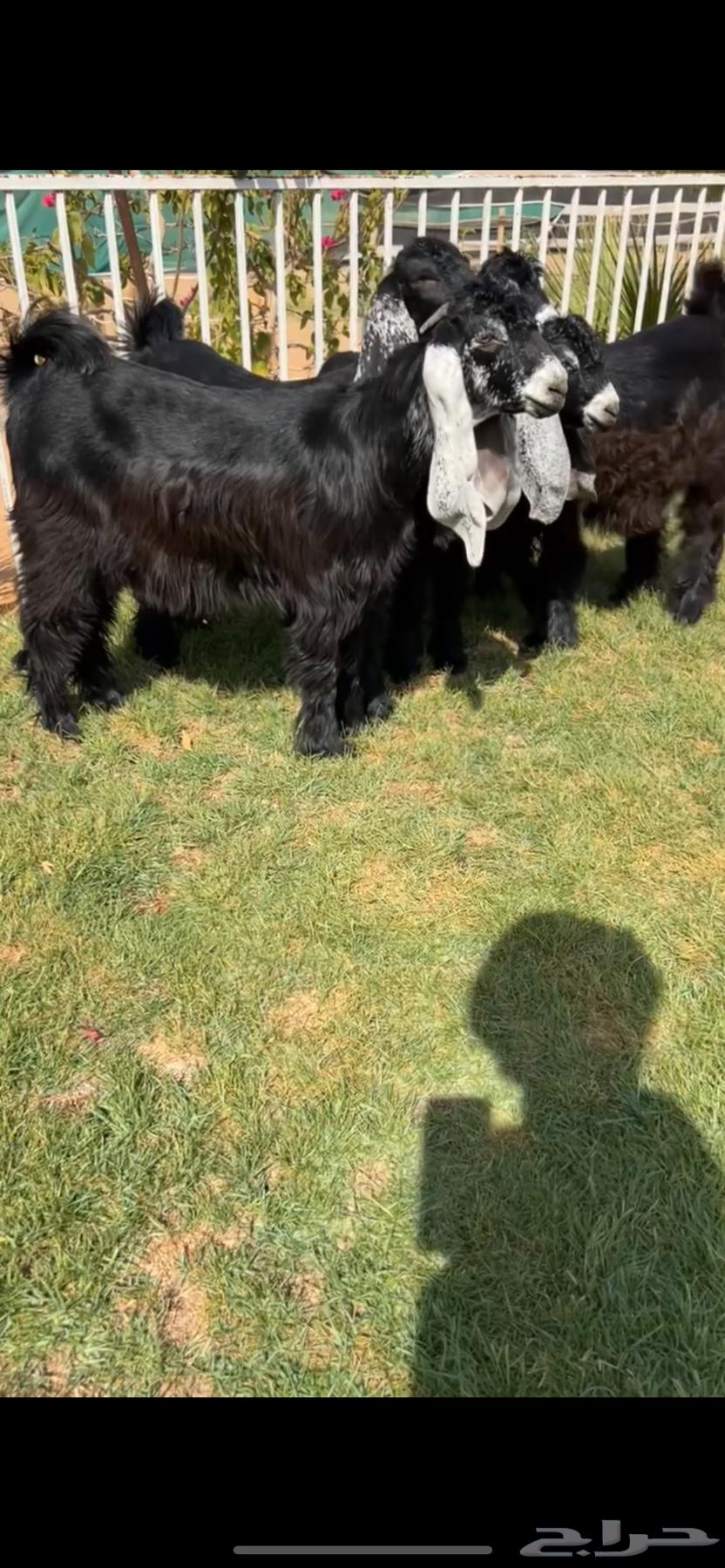 For sale, support beams with strong identification64215859730817111