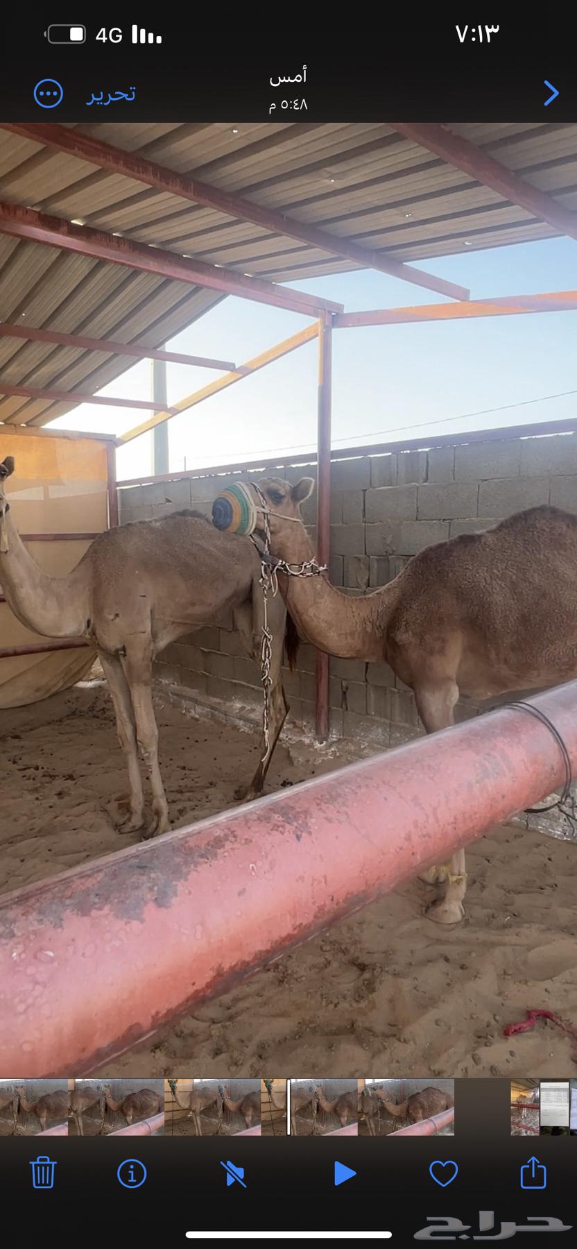 بكار للبيع64224533530626111