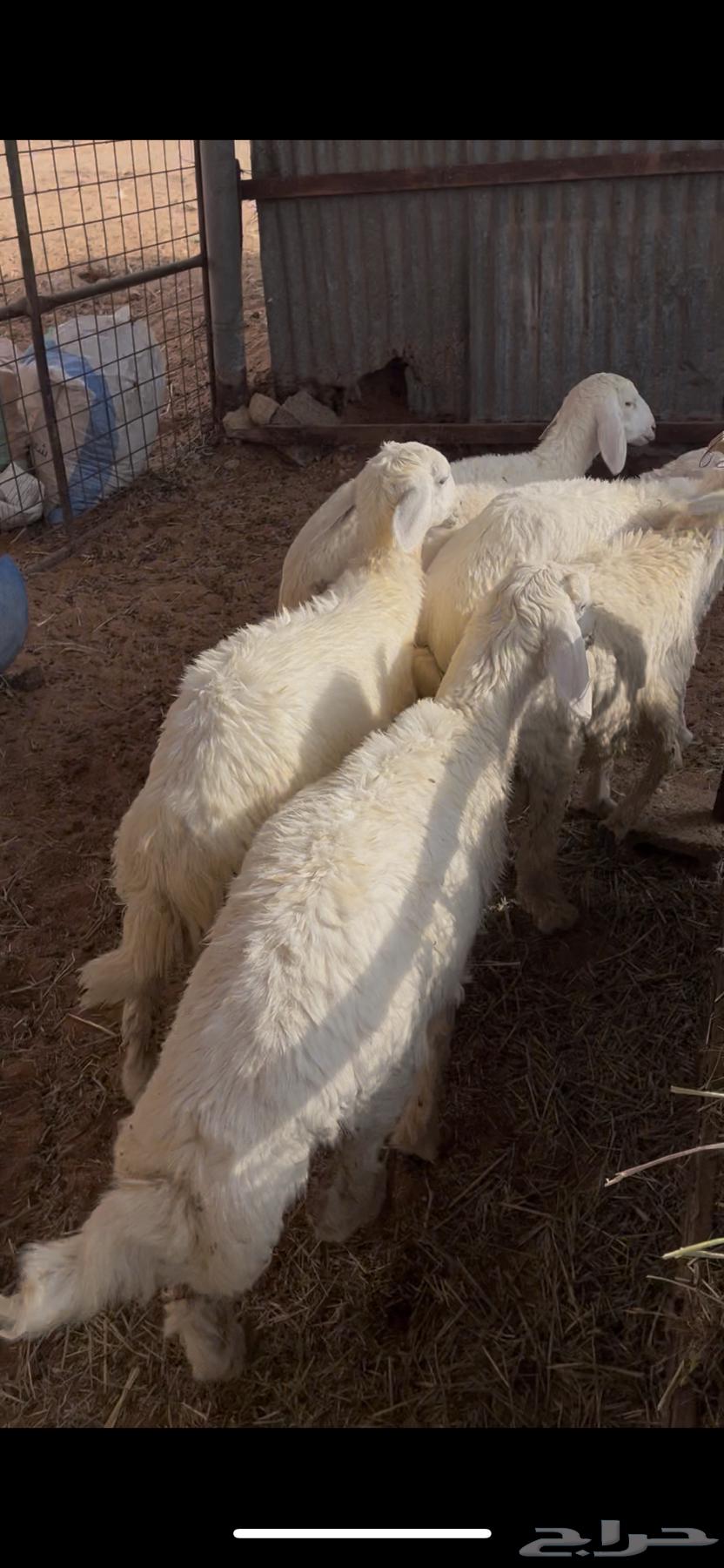 للبيع طليان حري64219449856897112