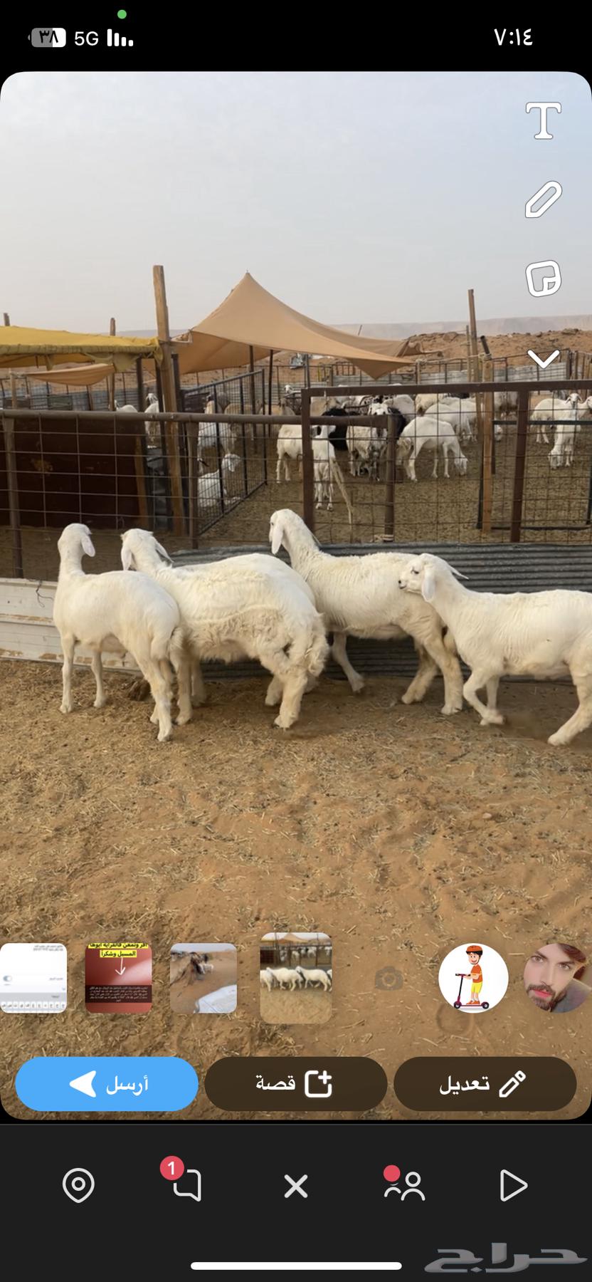 Italian for sale, one she-camel included, buyer responsible for location64224533545729111