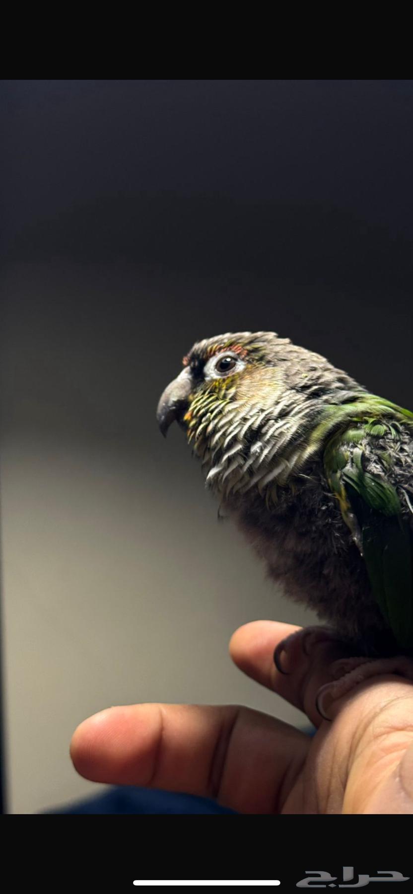 ببغاء كنيور للبيع64222149189505111