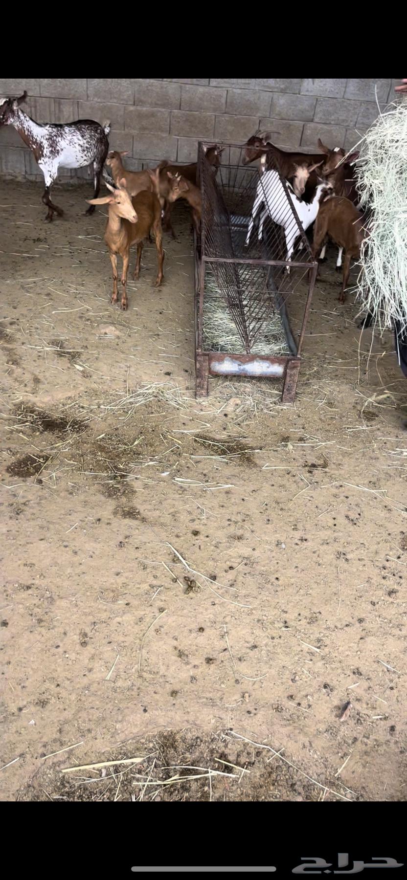 Sheep for sale, quantity 38 with 16 following64229105082881112