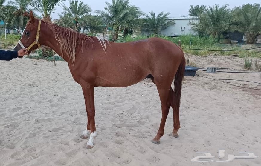 خيول للبيع64228386329090113