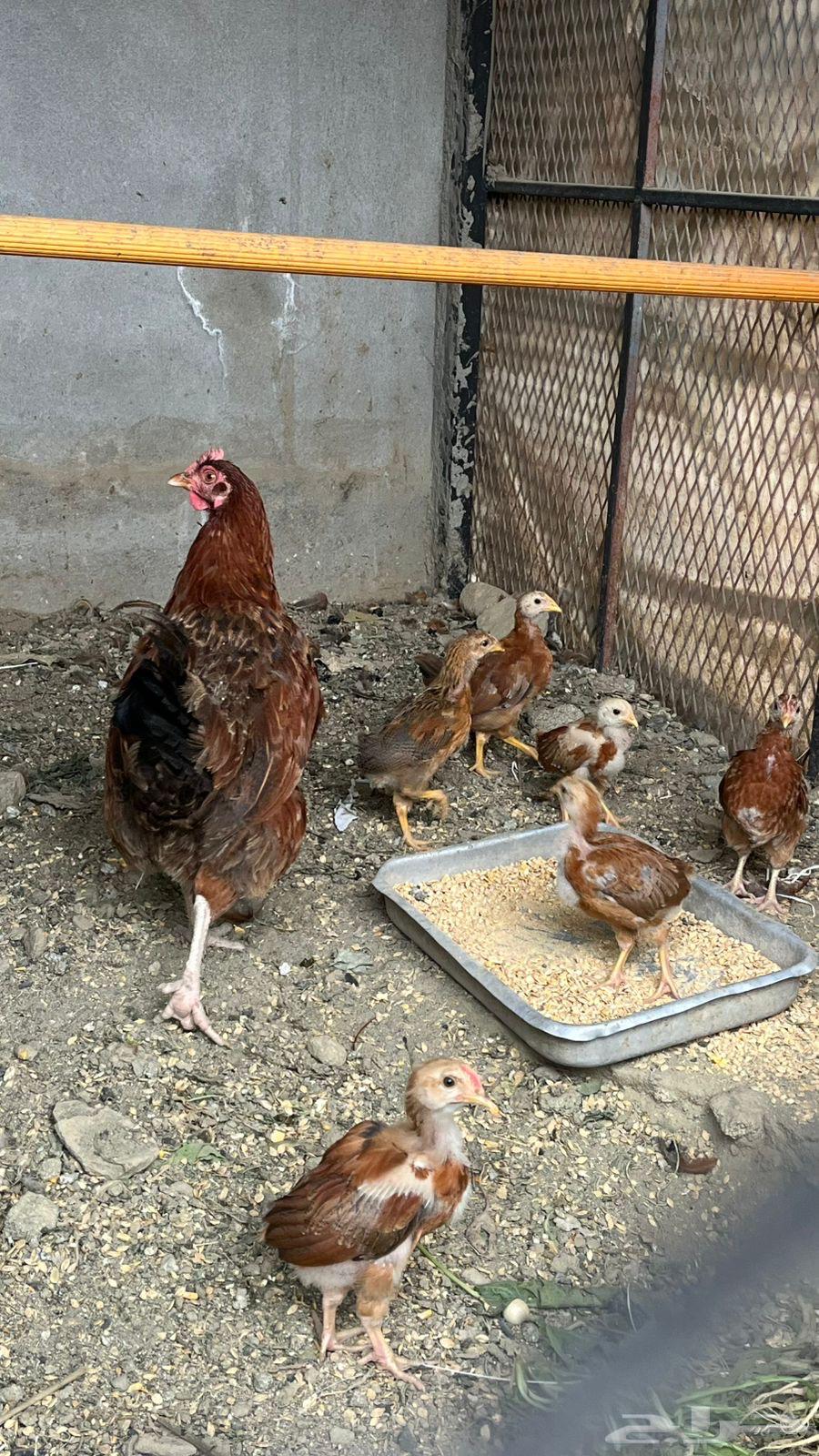 دجاجة فرانسي بيور مستوى فخم بفروخها 1064219014731906112