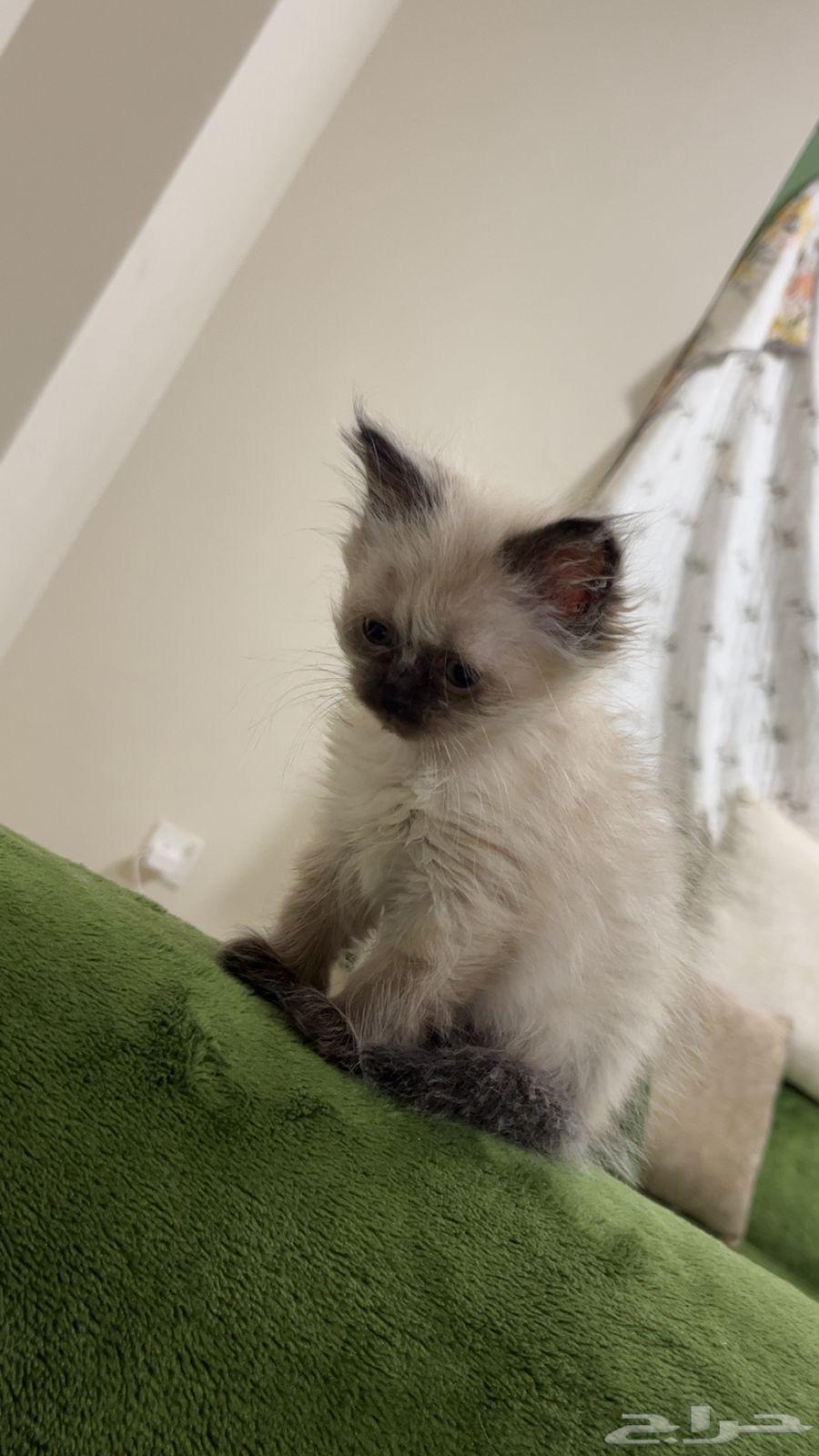 قطط هملايا64215173709698110