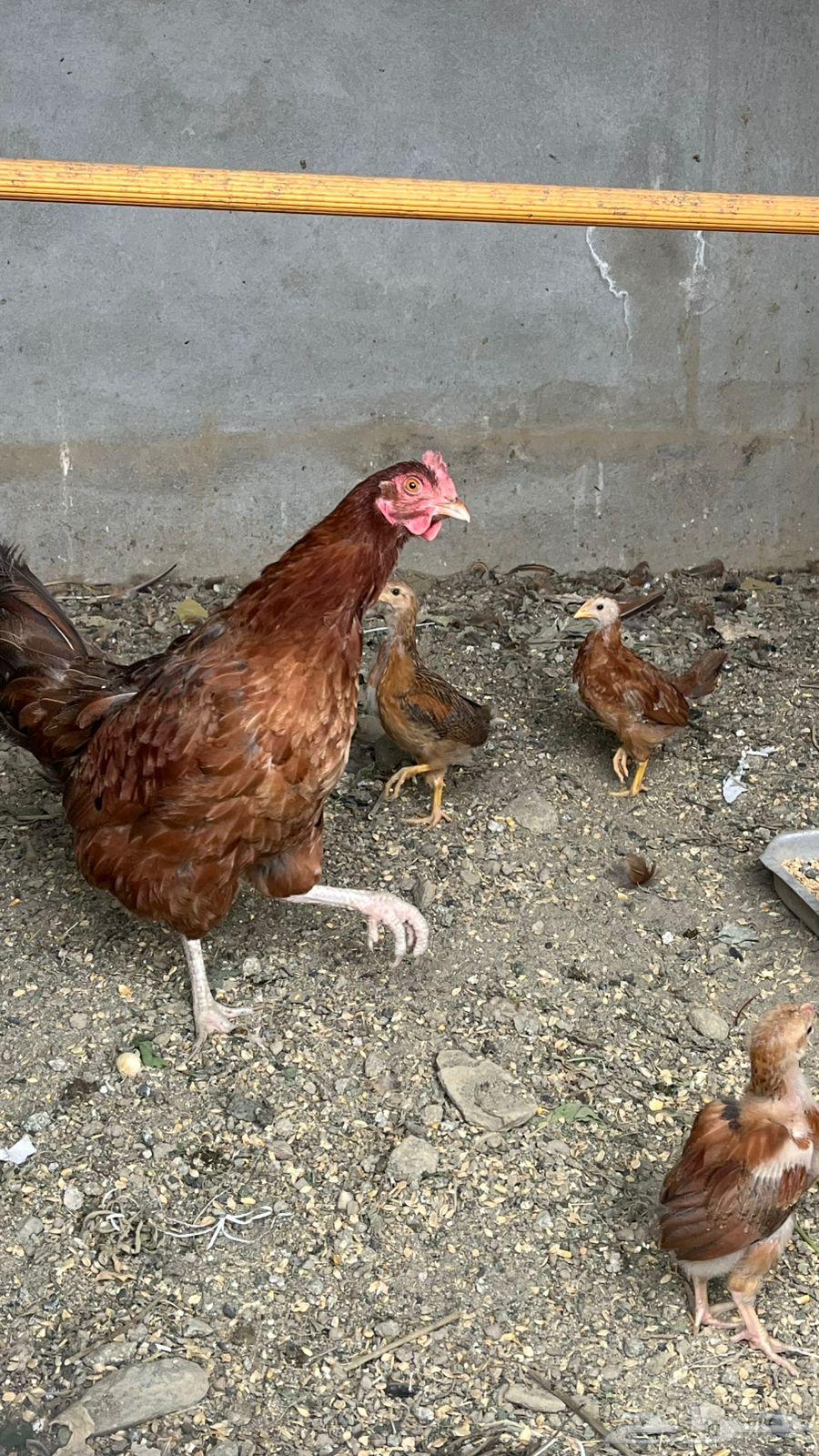 دجاجة فرانسي بيور مستوى فخم بفروخها 1064219014731906113