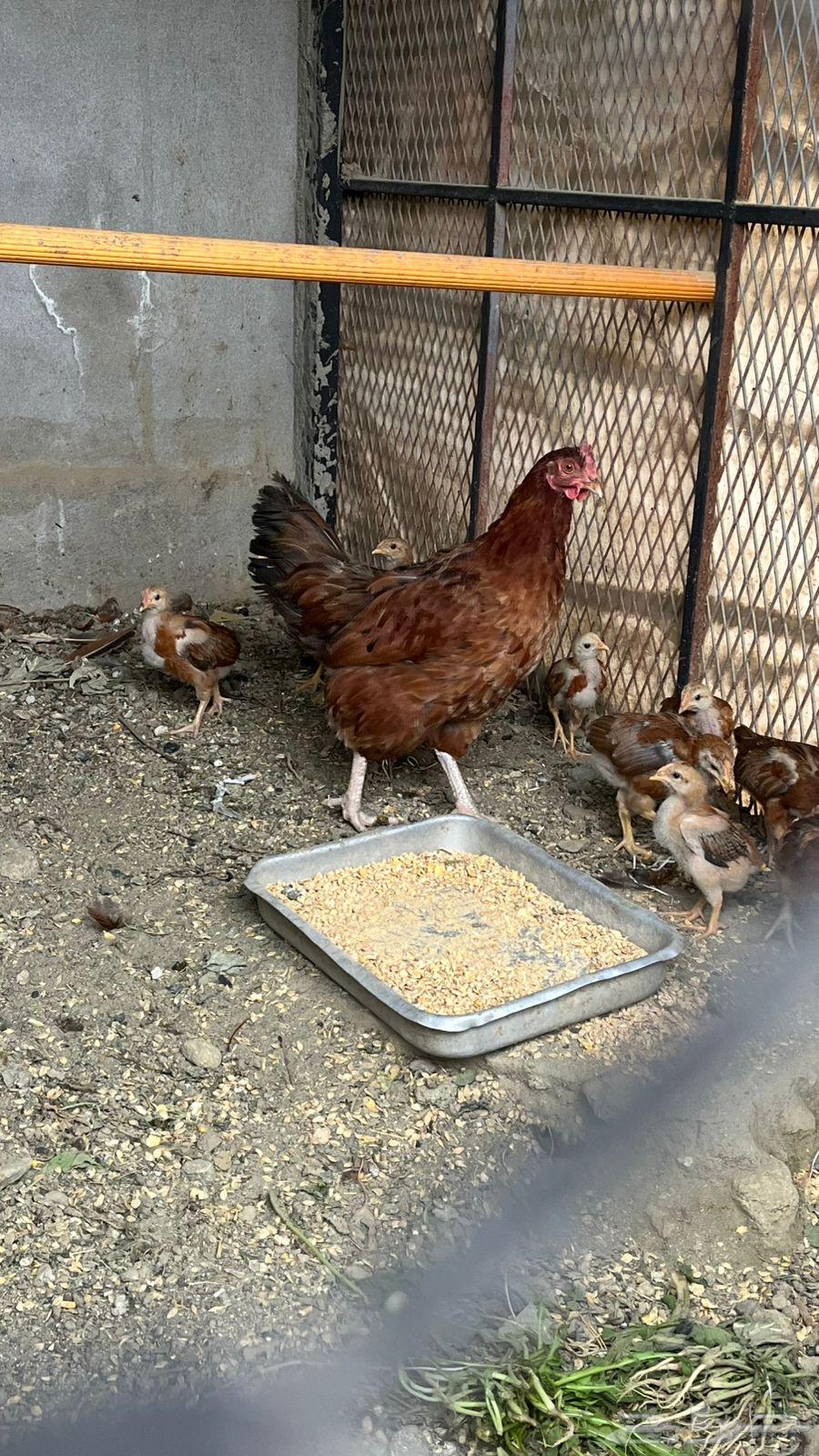 دجاجة فرانسي بيور مستوى فخم بفروخها 1064219014731906110