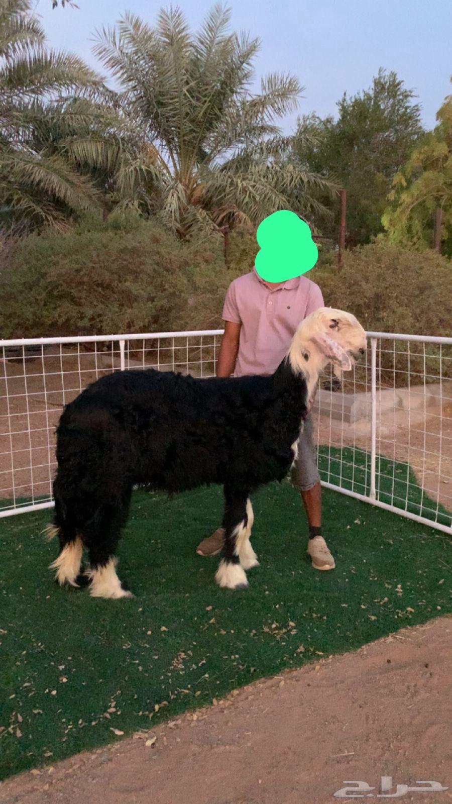 Najdi Stud Project Discount64226394526210110