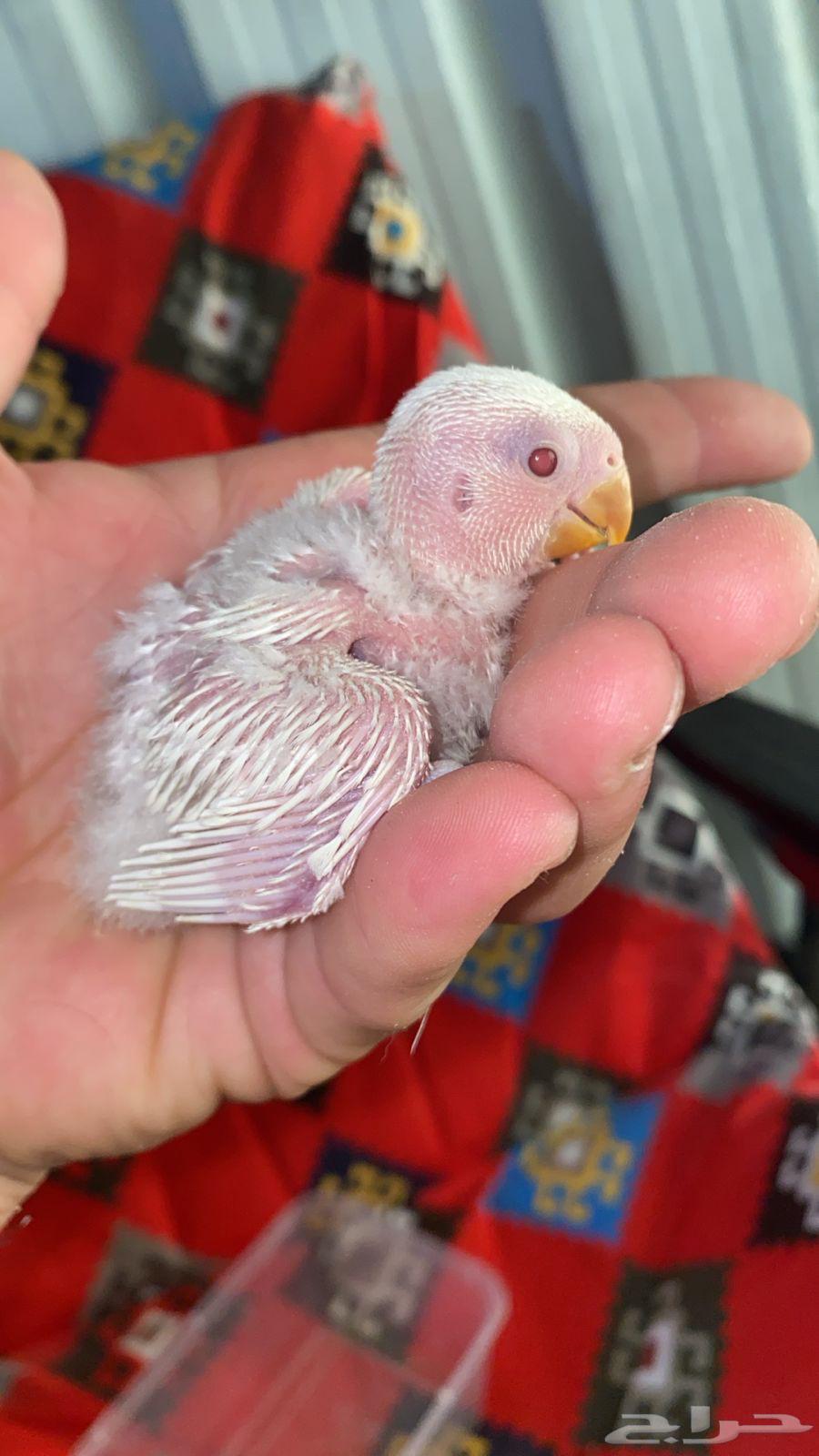 فروخ روز البينو عيون احمر64219655506307111