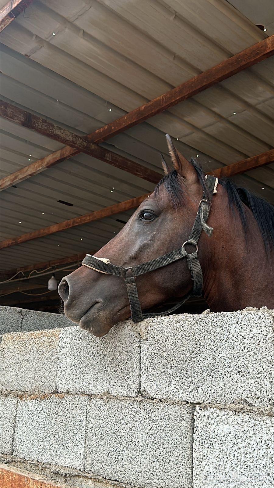 Popular horse Sheikh, champion racer, mashallah, thrills the imagination, gentle temperament64212760051843111
