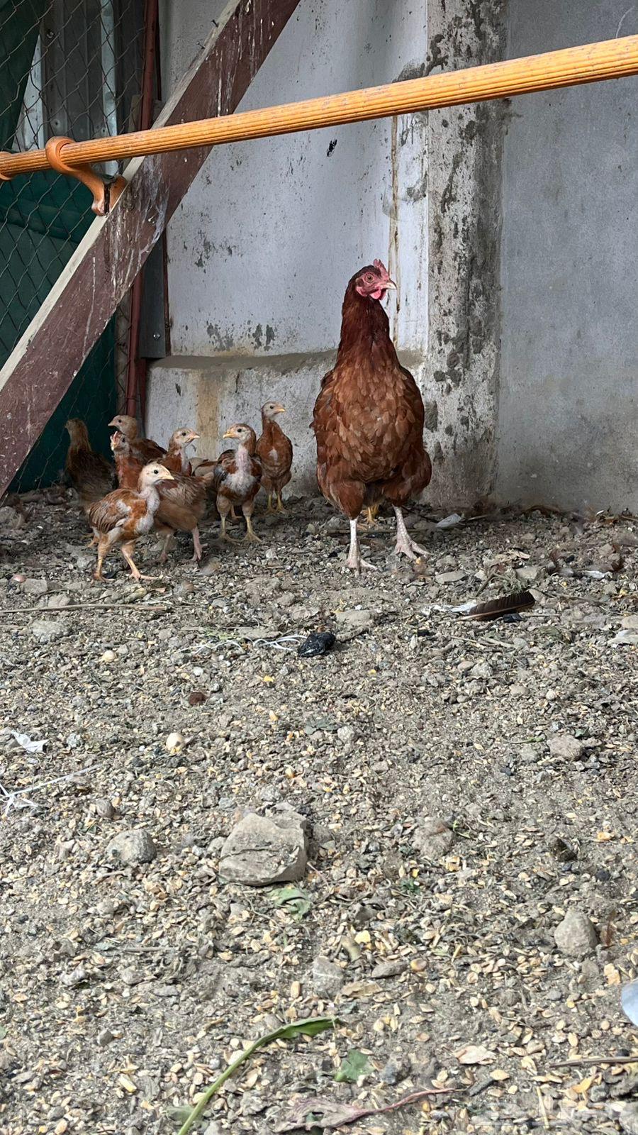 دجاجة فرانسي بيور مستوى فخم بفروخها 1064219014731906114