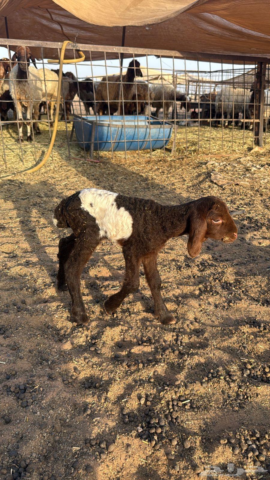 داغو للبيع64222968840067110