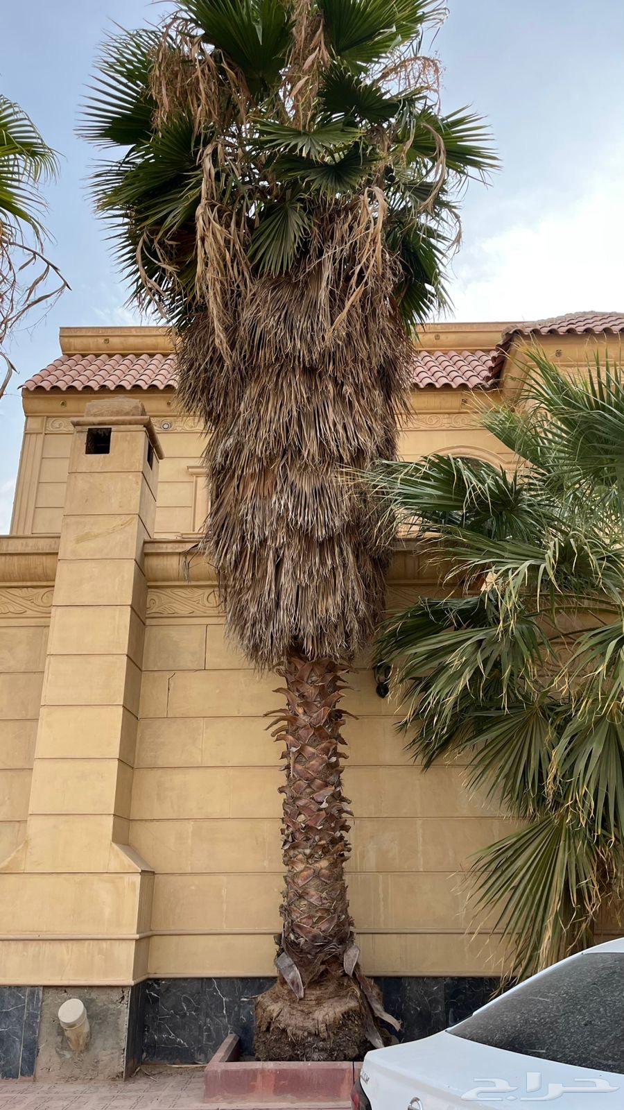 نخل واشنطوني للبيع64220037557763111