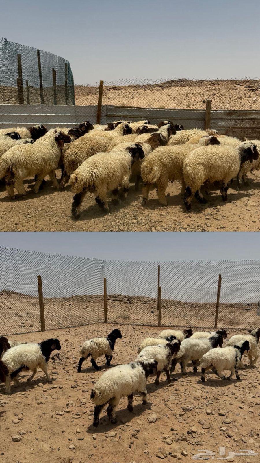 ذبايح نعيمي وجميع الأنواع فاخر جدا64218790536578110