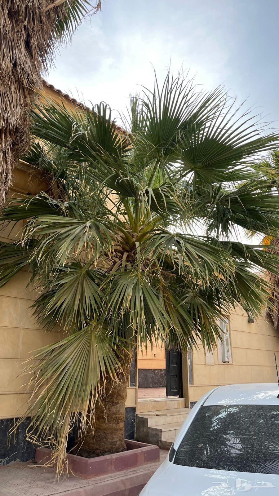 نخل واشنطوني للبيع64220037557763112