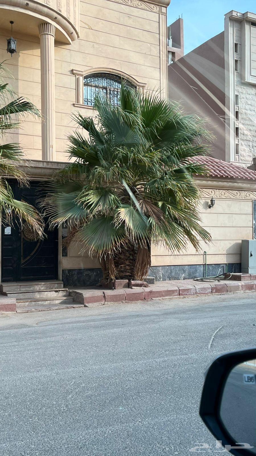 نخل واشنطوني للبيع64220037557763113