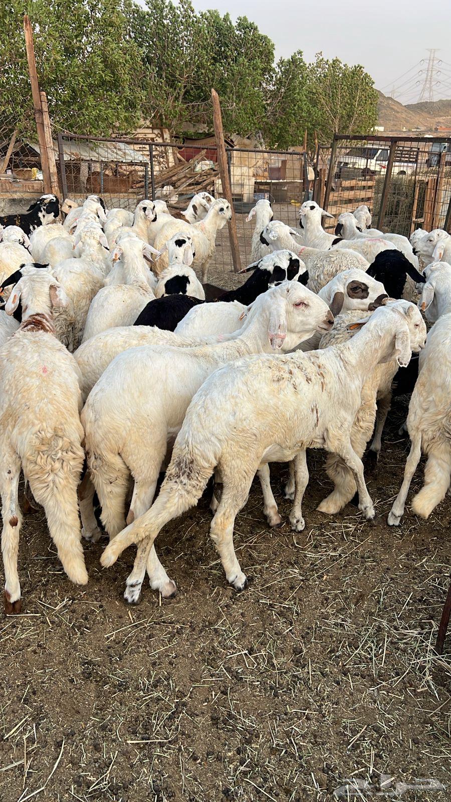 طليان سواكن64227535439873111