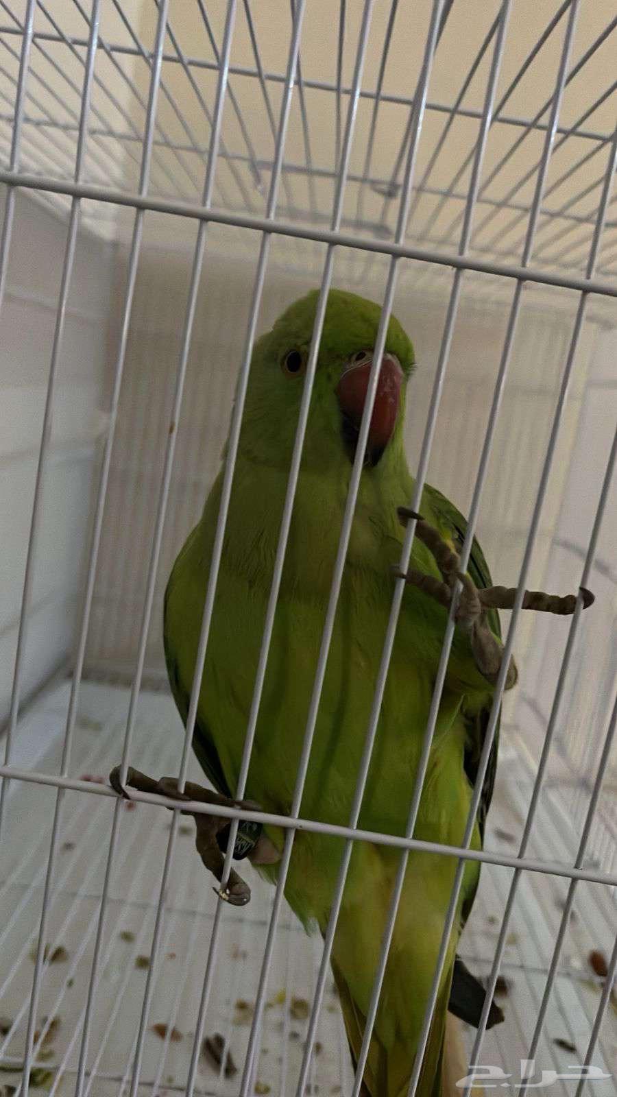 انثى بغبغاء الدره للبيع64218790416385113