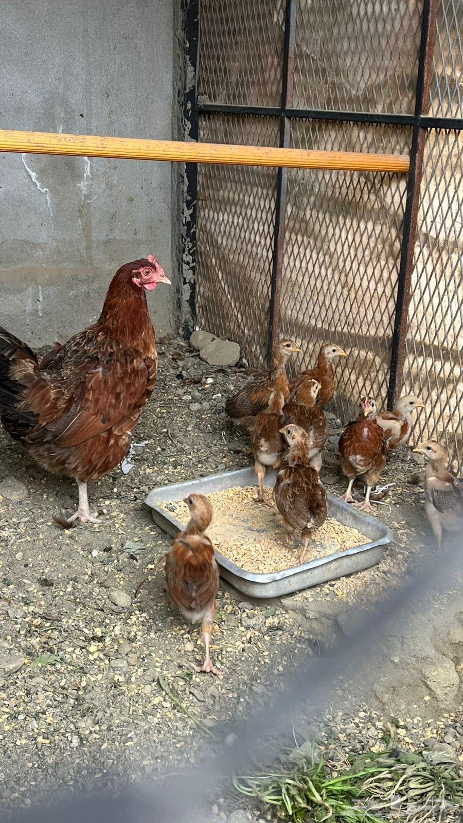 دجاجة فرانسي بيور مستوى فخم بفروخها 1064219014731906111