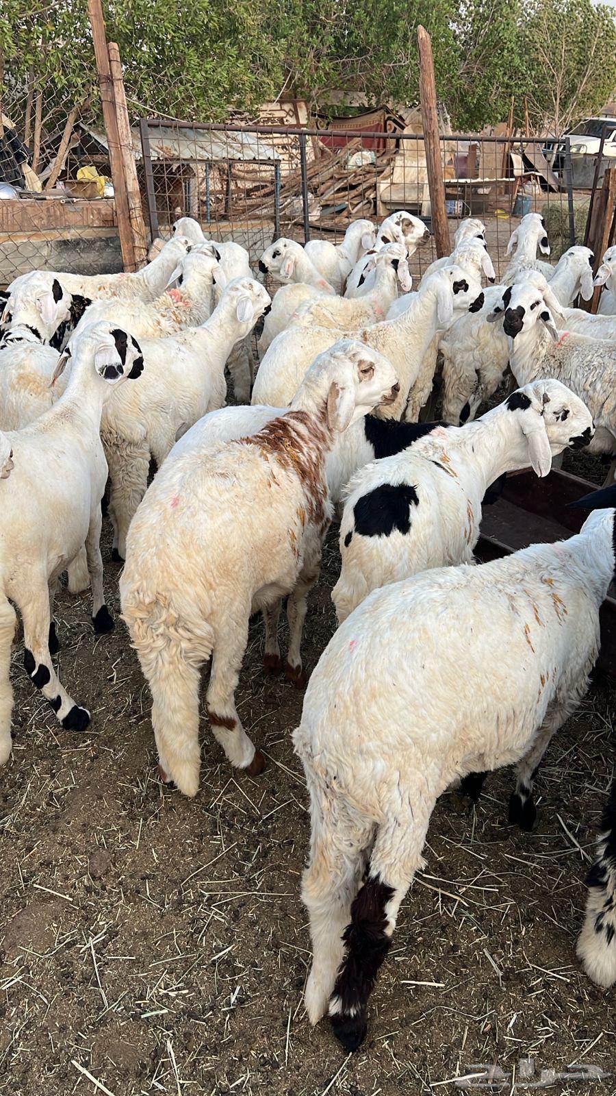 طليان سواكن64227535439873112