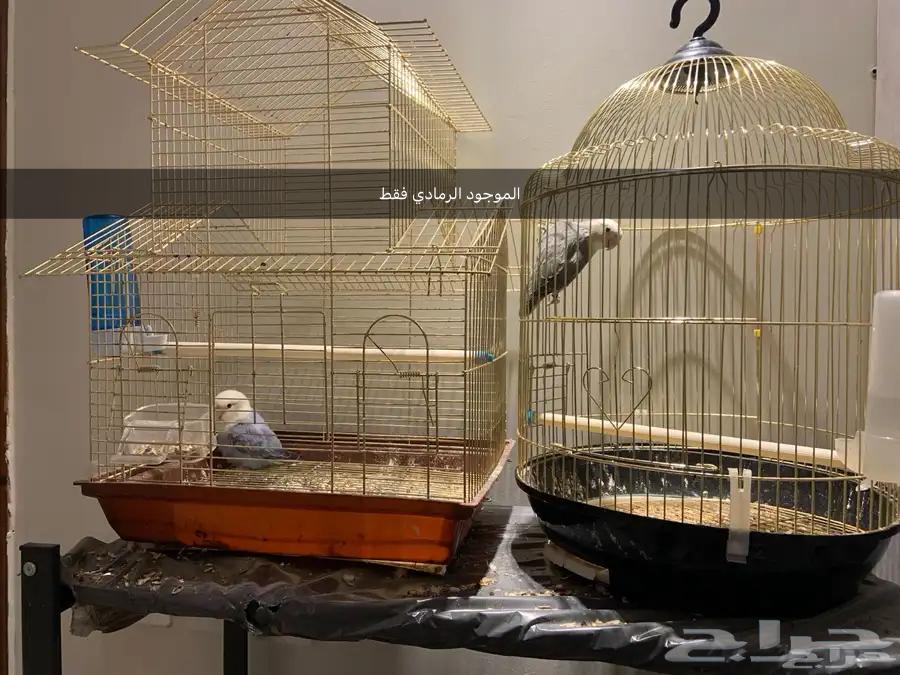 ذكر روز جاهز للبيع64220458456451113