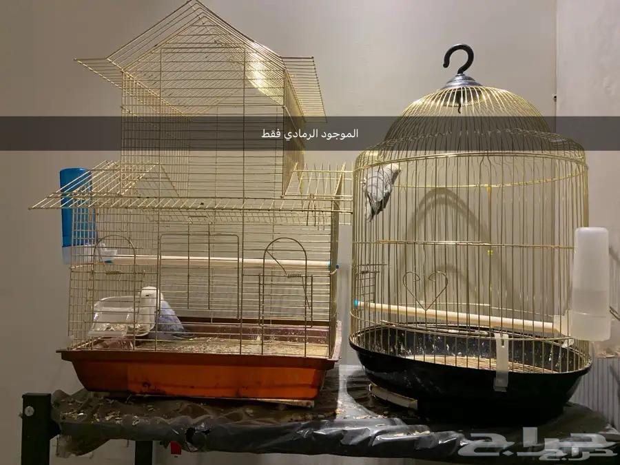 ذكر روز جاهز للبيع64220458456451112