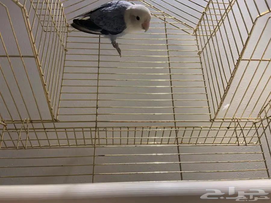 ذكرين روز جاهزين للانتاج64221501941635113