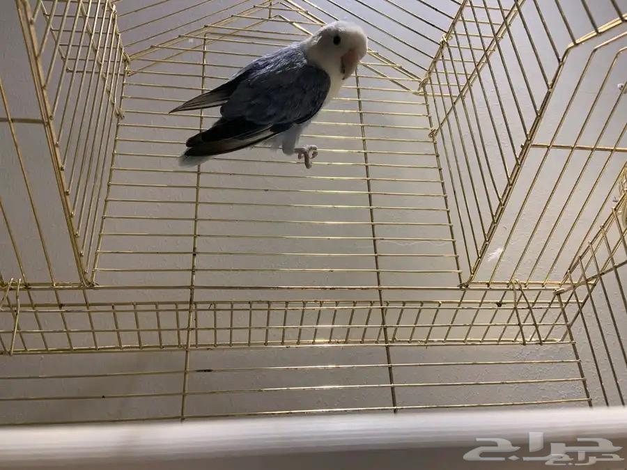 ذكرين روز جاهزين للانتاج64221501941635114