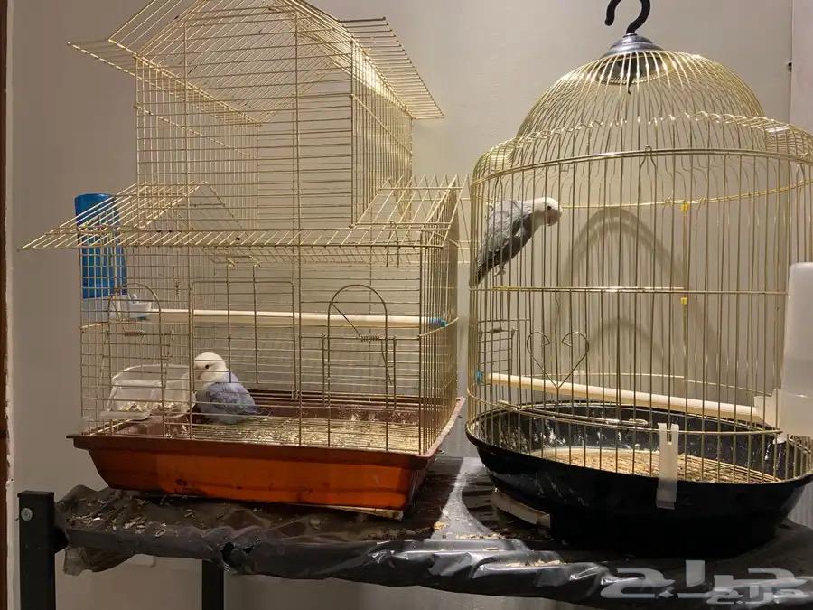 ذكرين روز جاهزين للانتاج64221501941635110