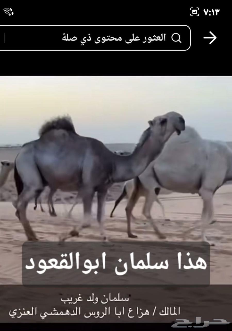 قعود فحل حق يلقي بالشتاء القادم باذن الله64224533905409110