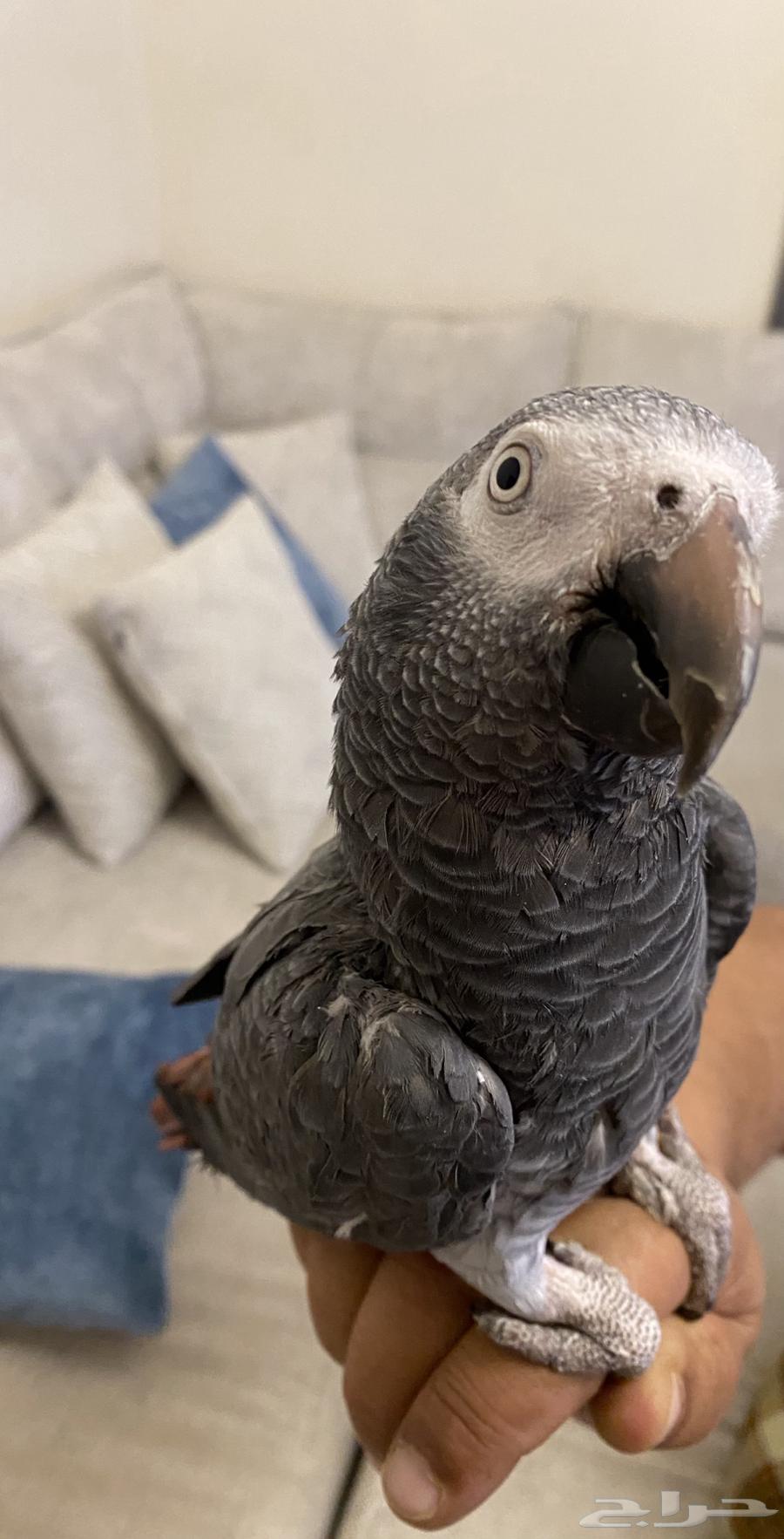 ببغاء كاسكو غيني اليف64214232353793111