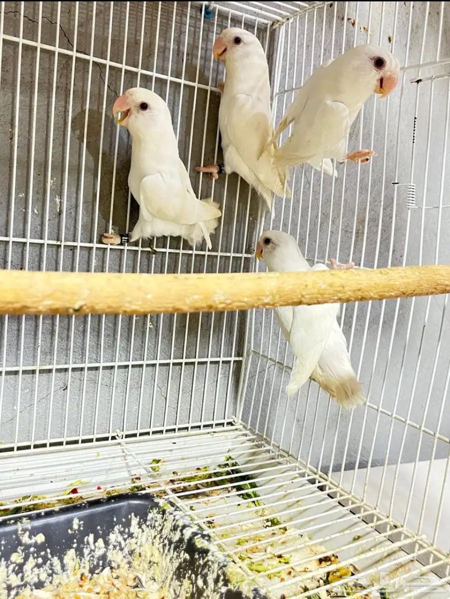 طيور روز البينو عيون حمره64227178370434111