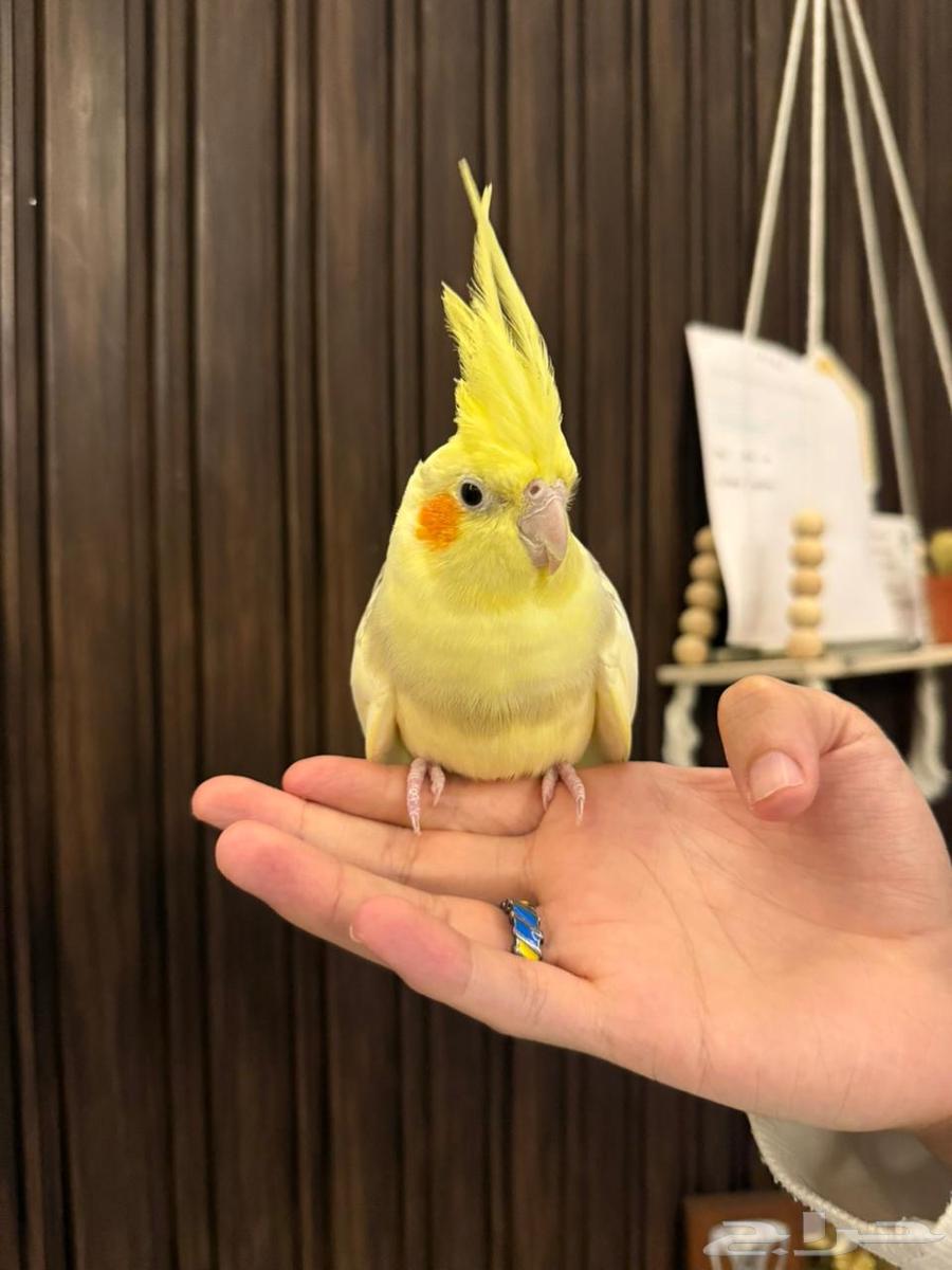 كروان اليف64228747935234111