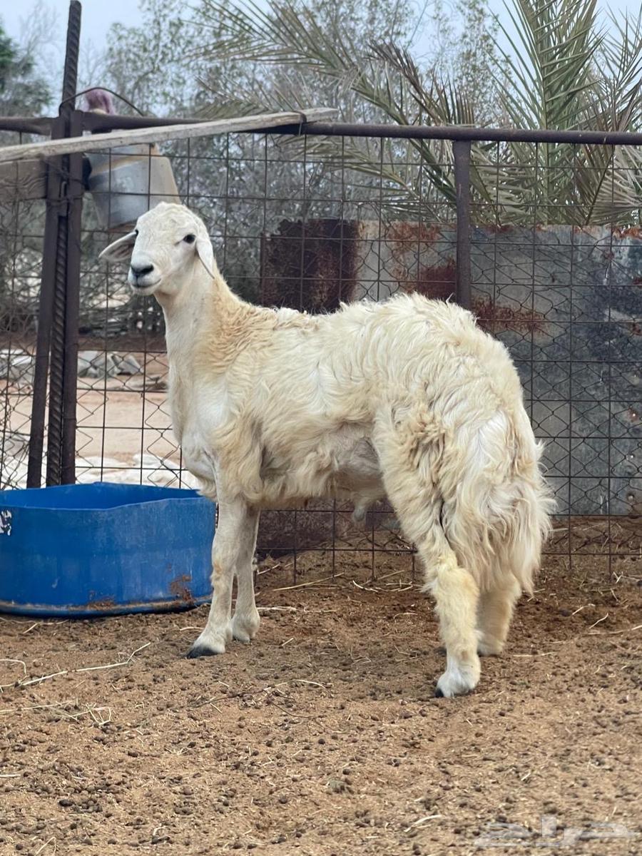 طلي حري للبيع64216824066562110