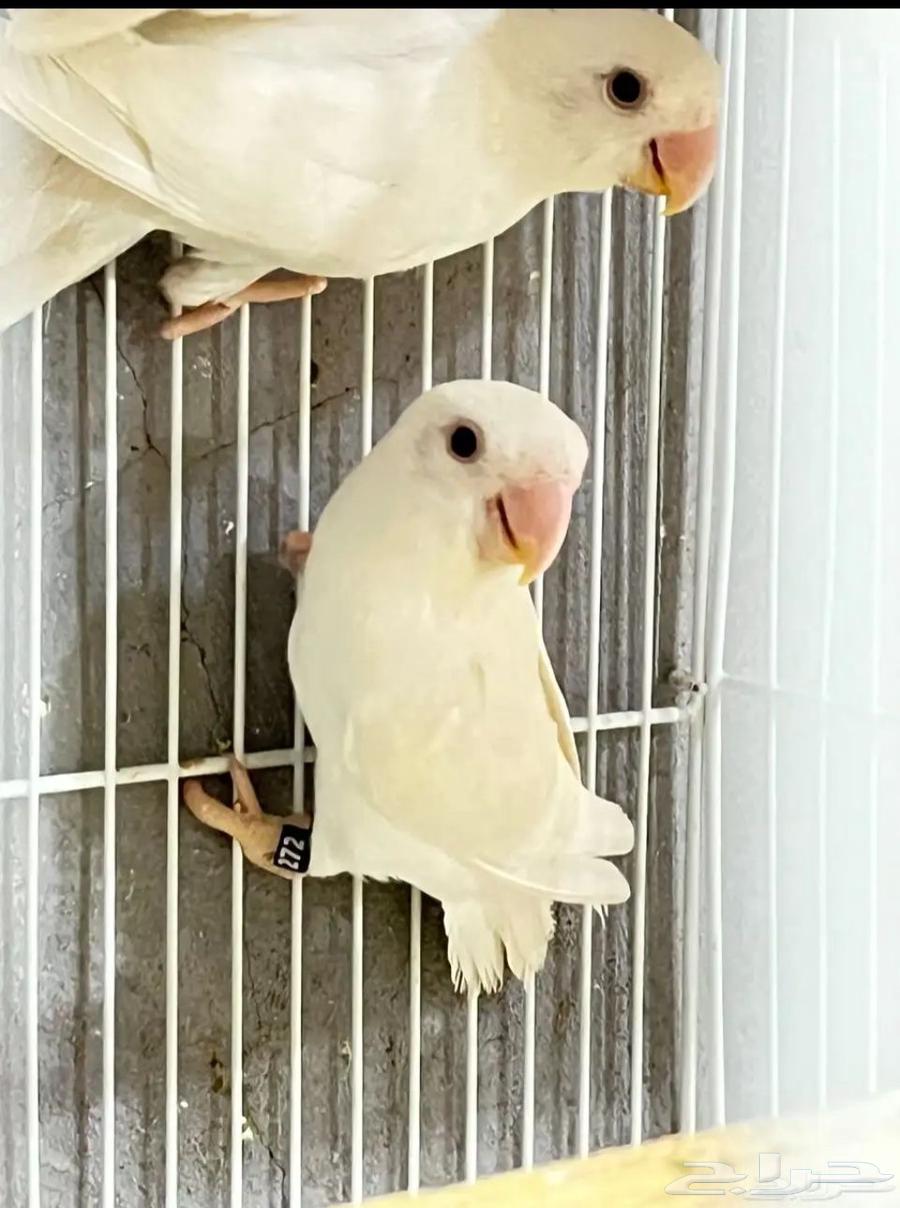 طيور روز البينو عيون حمره64227178370434110