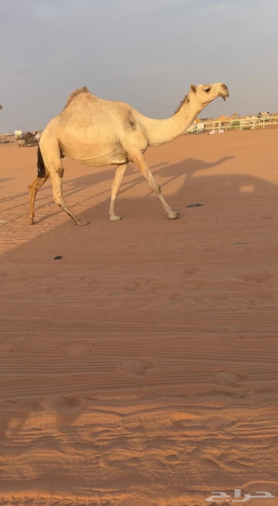 ضروبه شقحاء كفووو64212130262402112