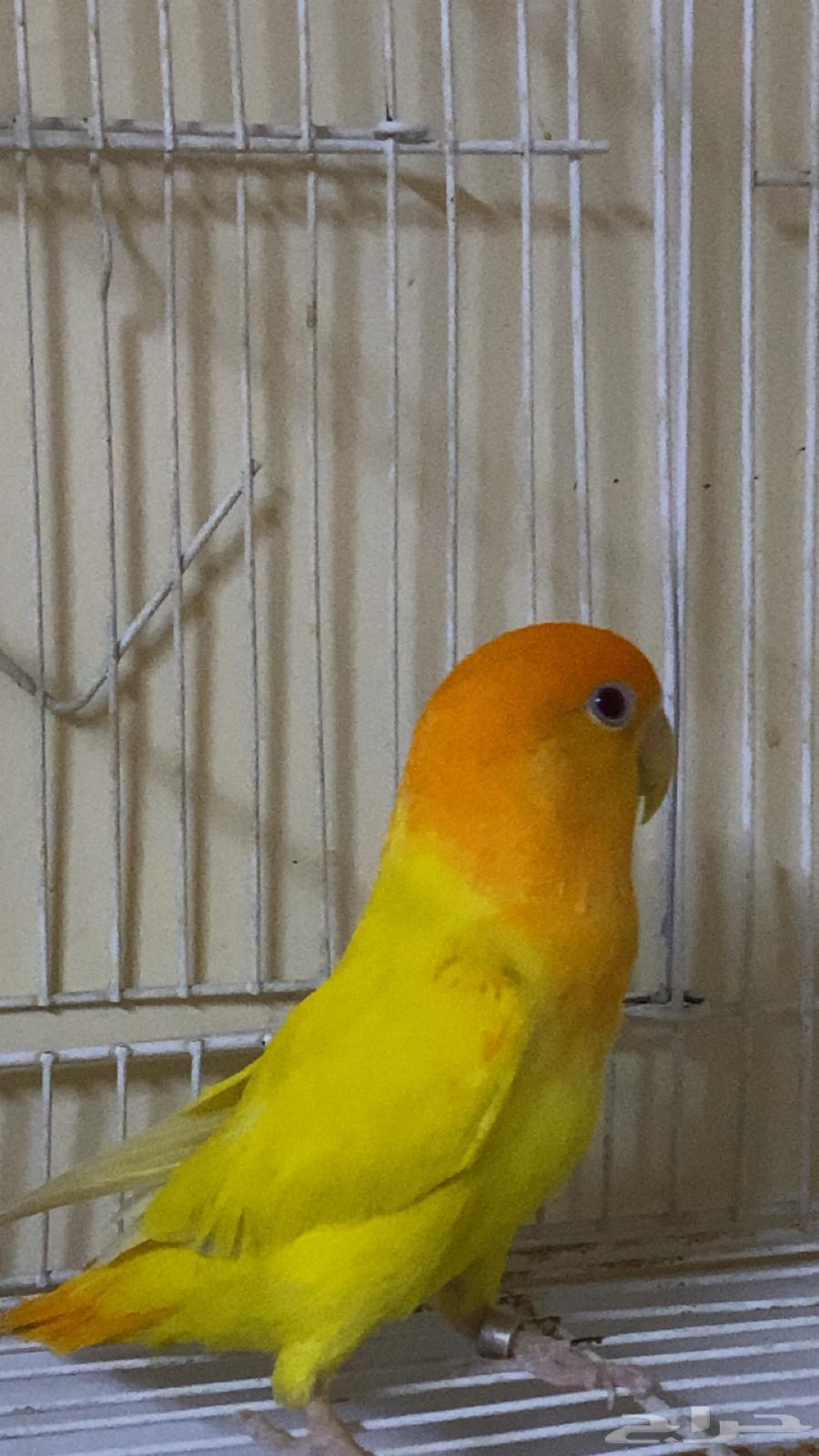 روز64246647364738113