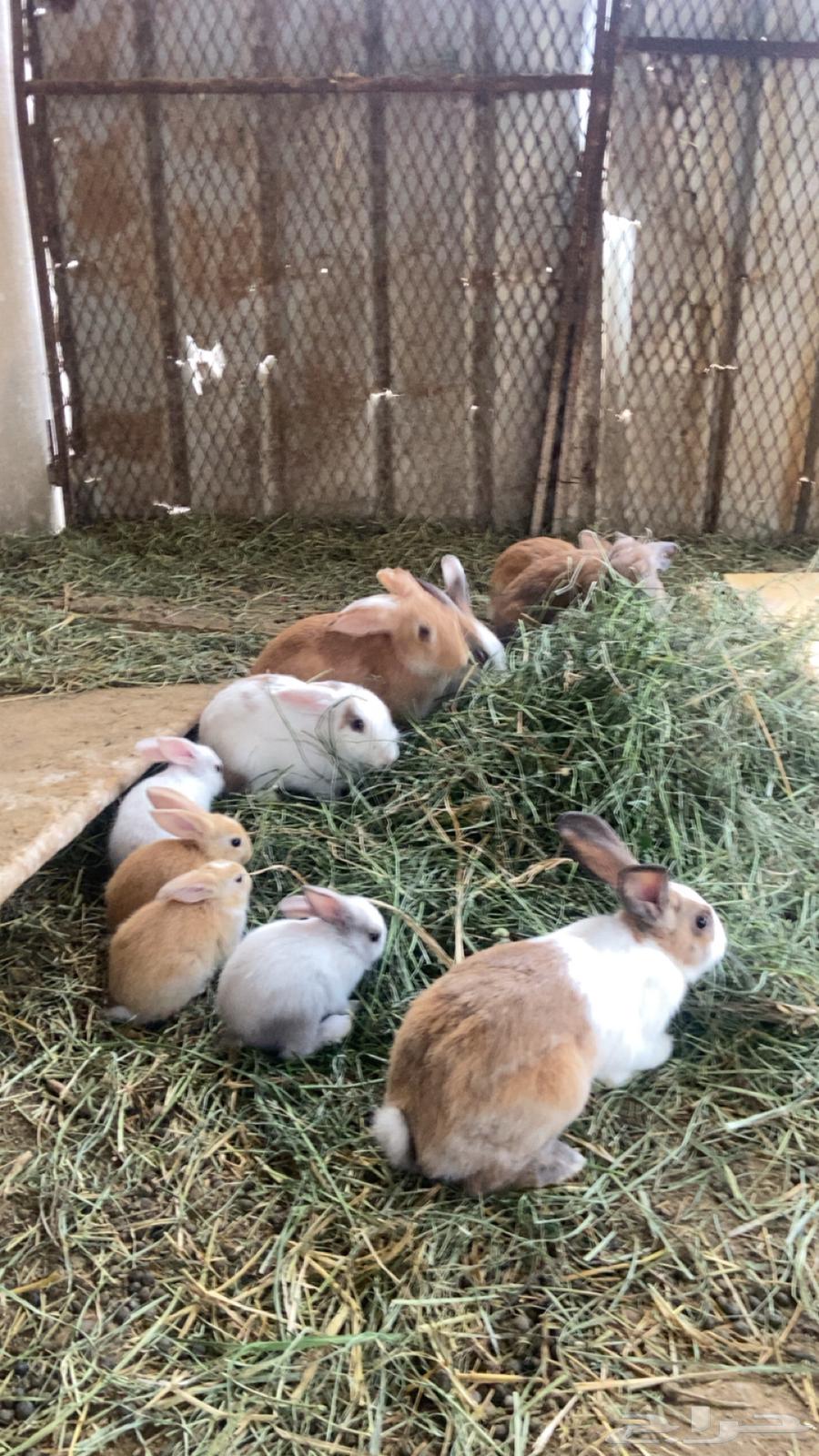 ارانب للبيع64232339012739111