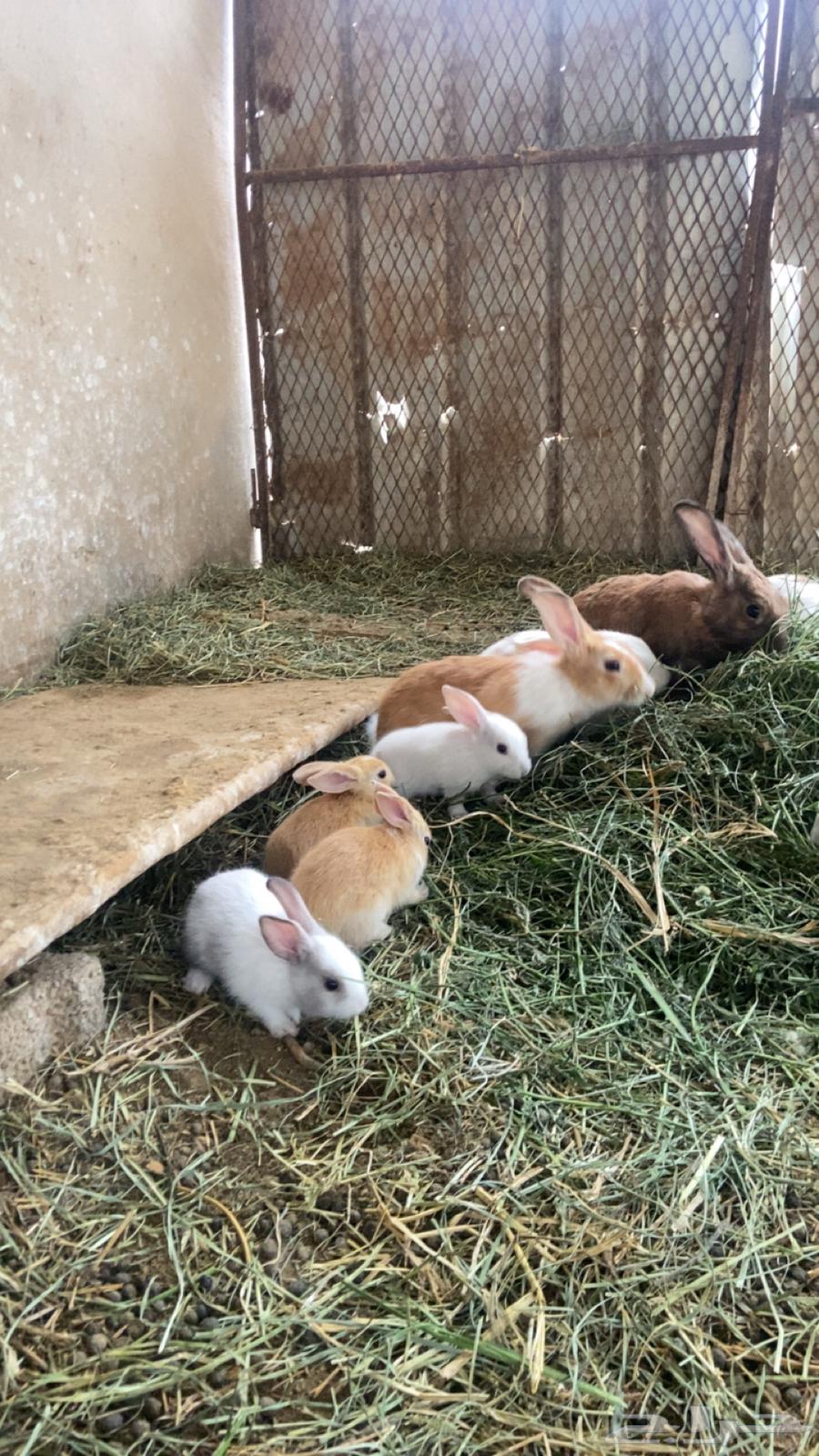 ارانب للبيع64232339012739110